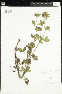 Trifolium pratense image