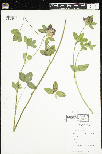 Trifolium pratense image