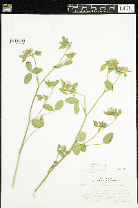 Trifolium pratense image