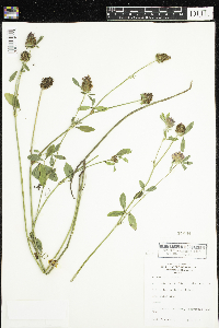 Trifolium pratense image