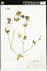 Trifolium pratense image