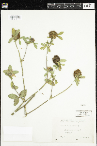 Trifolium pratense image