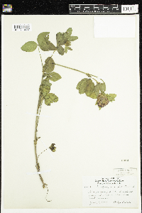 Trifolium pratense image