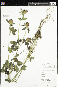Trifolium pratense image
