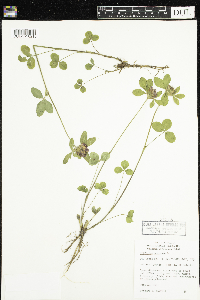 Trifolium pratense image