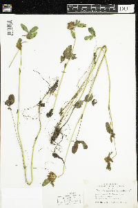 Trifolium pratense image