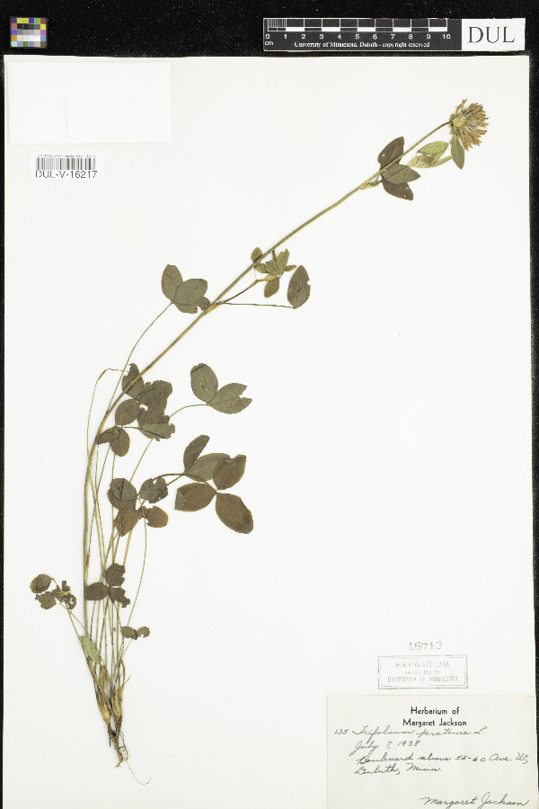 Trifolium pratense image