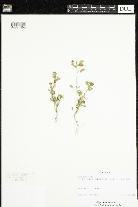 Trifolium campestre image