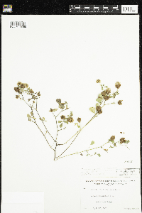 Trifolium campestre image