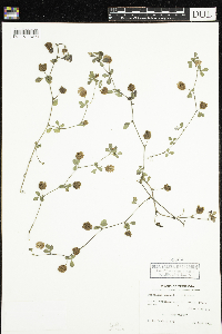 Trifolium campestre image