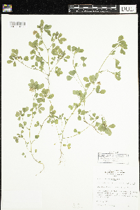 Trifolium campestre image