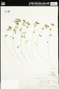 Trifolium campestre image