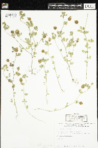 Trifolium campestre image