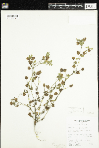 Trifolium campestre image