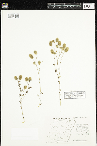 Trifolium arvense image
