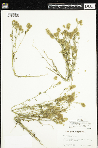 Trifolium arvense image