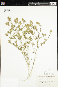 Trifolium arvense image