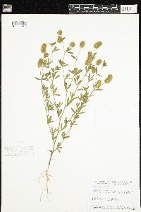 Trifolium arvense image