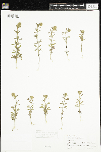 Trifolium arvense image