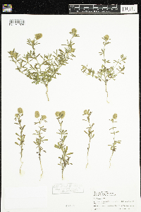 Trifolium arvense image