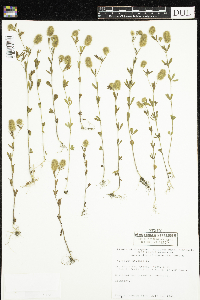 Trifolium arvense image
