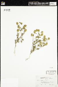 Trifolium arvense image