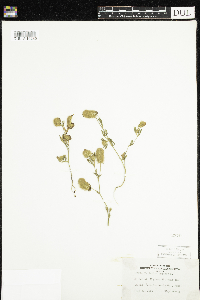 Trifolium arvense image