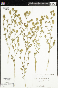 Trifolium arvense image