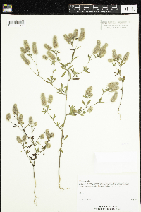 Trifolium arvense image