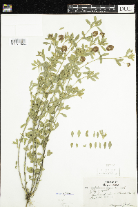 Trifolium aureum image