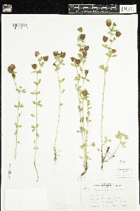 Trifolium aureum image