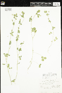 Media resource of Medicago lupulina