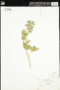 Lupinus nootkatensis image