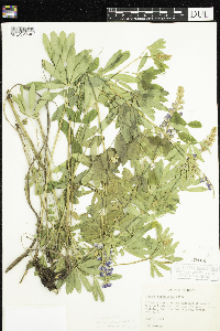 Lupinus argenteus image
