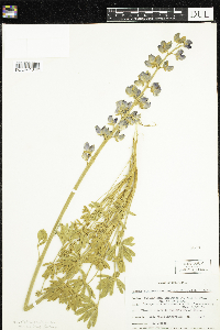 Lupinus albifrons var. albifrons image