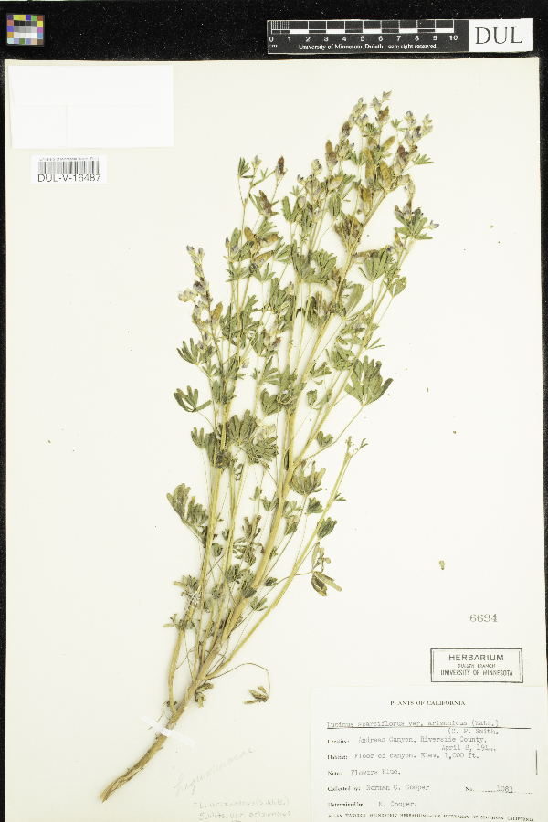Lupinus arizonicus subsp. arizonicus var. arizonicus image