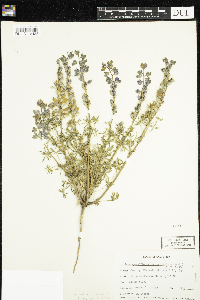Lupinus arizonicus subsp. arizonicus var. arizonicus image
