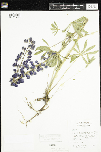 Thumbnail image of current specimen