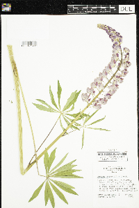 Thumbnail image of current specimen