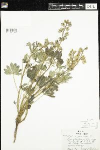 Thumbnail image of current specimen