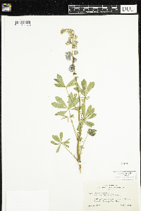 Thumbnail image of current specimen