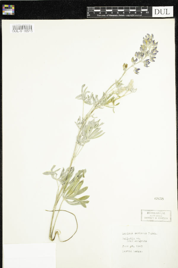 Lupinus sericeus image
