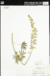 Lupinus sericeus image