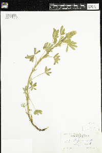Lupinus sericeus image