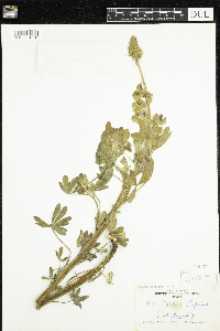 Thumbnail image of current specimen