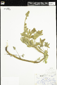 Lupinus sericeus image