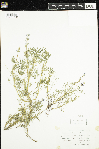 Lupinus bicolor image