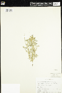 Lupinus bicolor image