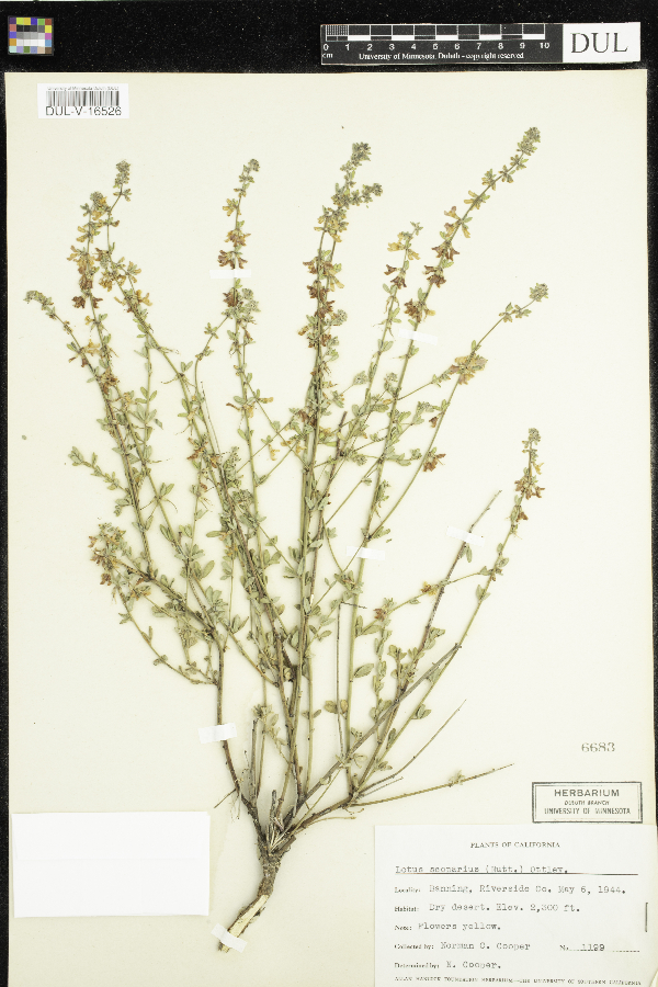 Acmispon glaber var. glaber image