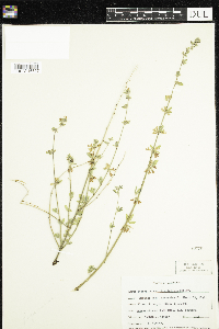 Thumbnail image of current specimen